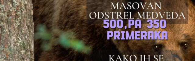 MASOVAN ODSTREL MEDVEDA - 500, PA 350 PRIMERAKA: Kako su se toliko nakotili? 4.000 više za 10 godina