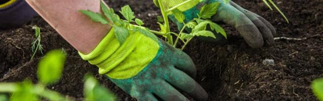 Baštovani kriju ovaj trik: Posadite ovo uz paradajz i zaboravite na štetočine - jeftino, a moćno