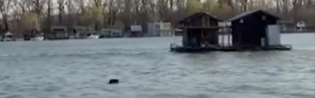 Prolaznici su mirno prolazili Savskim kejom, a onda... Pogledajte prizor koji ih je ODUŠEVIO