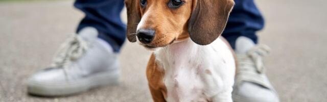 Kako naučiti štene da hoda na povocu: Poslušajte ove savete