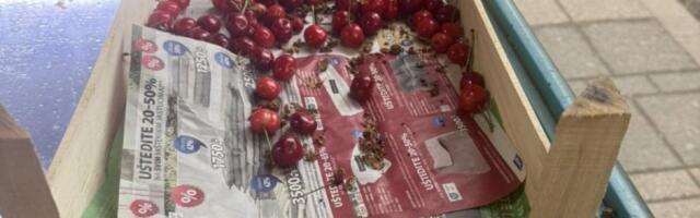 Našli smo najjeftinije trešnje u Srbiji: Rasprodale se začas!