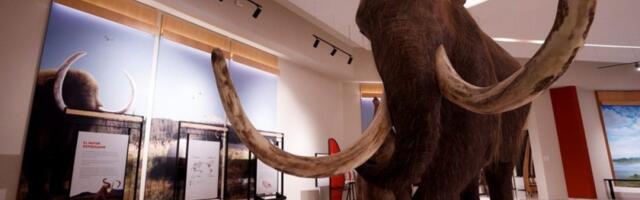 Pravo čudo iz ledenog doba: Iz veveričjeg izmeta "oživeo" mamut - Naučnici ne veruju svojim očima