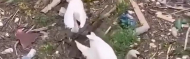 Dok ljudi ispijaju kafe na splavovima, pored njih se labudovi dave u smeću kod Ušća i niko ne reaguje