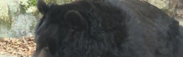 MEDVED IZAŠAO IZ JAZBINE, EVO ŠTA TO ZNAČI PREMA NARODNOM VEROVANJU!