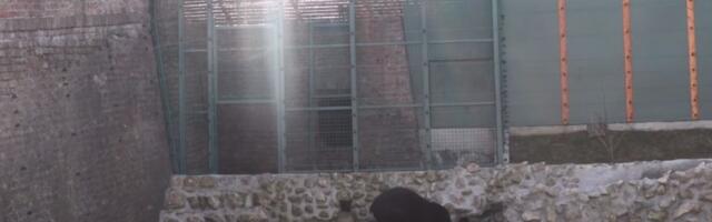 Zašto verujemo MEDVEDIMA kada je vreme u pitanju?