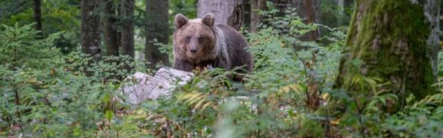 Šokantni posetilac: Porodici Pepić na na vrata pokucao medved (FOTO)
