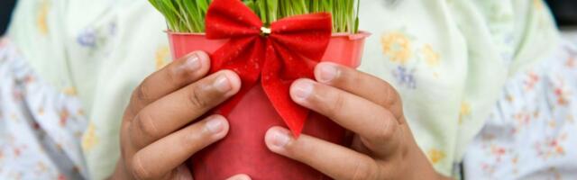 Sutra se sadi Božićna pšenica: Ima važnu ulogu za najradosniji praznik, a ovako će vam biti bujna kao kupovna