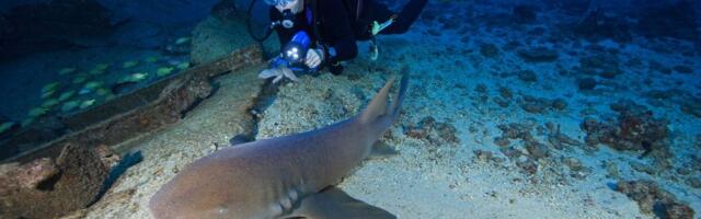 RONJENJE KRENULO PO ZLU Ajkula ščepala devojku za nogu i divljački joj zarila zube, kamera sve snimila