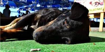 Uspavljivanje kućnih ljubimaca: ‘Kao kad izgubiš nekog bliskog’