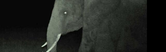 Ogromni slon duh snimljen u visijama Angole nakon 10 godina potrage