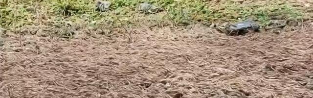 Šetali šumom, pa naišli na "lišće" koje se pomera: Kad su prišli bliže, turisti se prestravili!