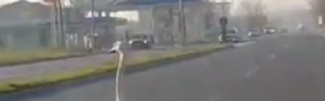 Zbog jednog belog lepotana stao je saobraćaj u Novom Sadu (VIDEO)