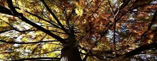 Danas oblačno, mestimično slaba kiša