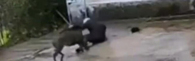 UŽAS KOD PROKUPLJA Svinja izujedala ženu koja ju je hranila