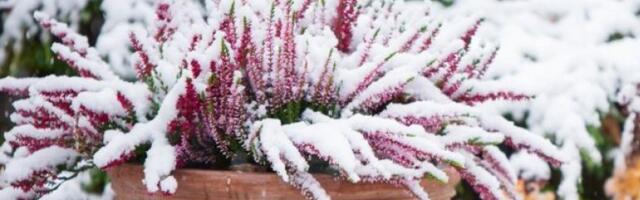 Cvet koji ulepšava terasu i u januaru- zima mu ništa ne može