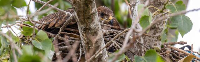 Avantura orla Feliksa: Krijumčari tražili otkup, sada se iz Libana vraća u Srbiju