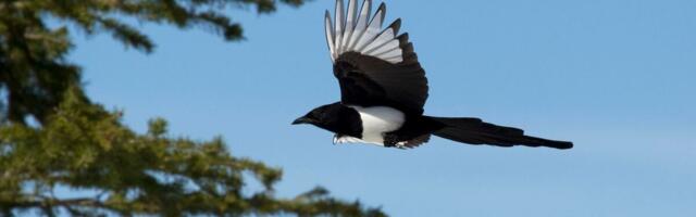 Pojavila se nova vrsta ptice u Srbiji!