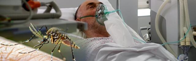 Tigrasti komarci donose opasan virus: Izaziva neizdržive bolove, a ove zemlje su prve na udaru