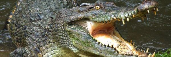 Top 13 životinja koje najduže mogu da izdrže bez hrane