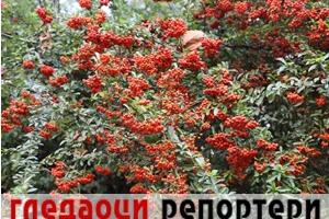 Гледаоци репортери (19. новембар 2022)