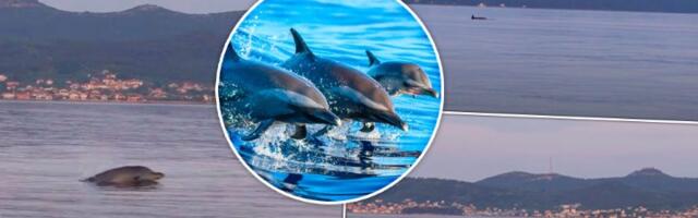 Delfini u Jadranu priredili senzaciju (VIDEO)