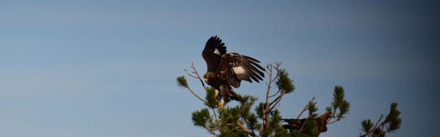 Opasni predator snimljen u Hrvatskoj! Ima ga i u Srbiji, veličanstven je i poseban!