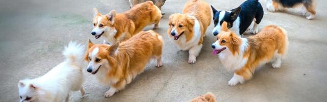 Pobegli od otmičara i zajedno stigli kući: Snimak pasa koji je raznežio milione ljudi širom sveta