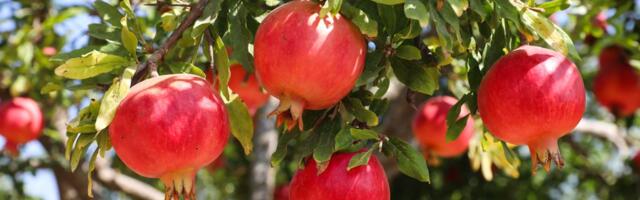 Drvo koje menja izgled vrta: Zašto je ova voćka apsolutni favorit za mala dvorišta i velike terase u Srbiji