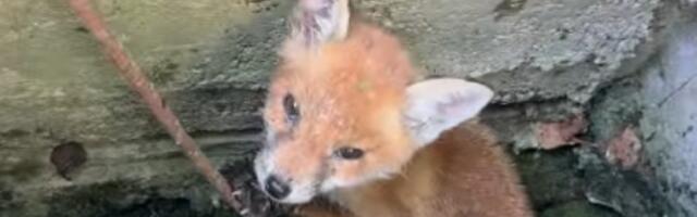 Kosta zatekao uplašenu lisicu, njegova reakcija oduševila sve (VIDEO)