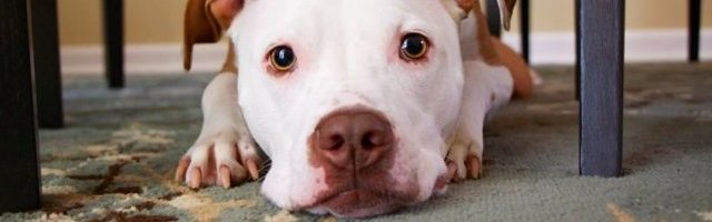 UMORAN LJUBIMAC! Hoće i on u kolica! (Video)