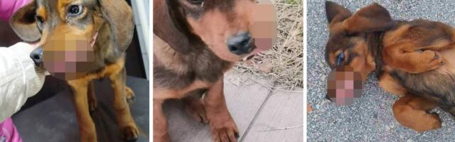 Mali pas iz Zaječara bori se za život: Ogroman TUMOR zahvatio je vilicu, Floku potrebna pomoć