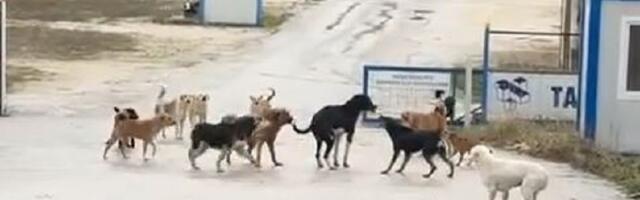 Građani Novog Pazara uznemireni – Ovo je neizdrživo, djecu ne smijemo da pustimo iz kuće (Video)