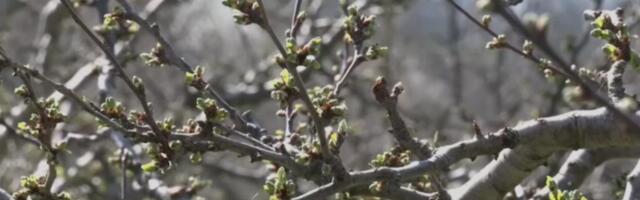 Mraz preti voćnjacima! Kako zaštititi cvetove? Voćari u strahu - rod može nestati za jednu noć