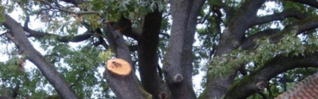 SNEG UNIŠTIO SVETO DRVO STARO PREKO 100 GODINA Meštani Rače se boje: TO JE LOŠ PREDZNAK, VEROVALI SMO U NJEGOVU MOĆ