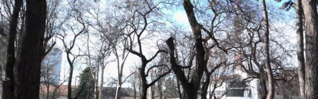 SUMNjE U OBNOVU PARKA: Kuljani strahuju da će biti posečena i zdrava stabla, koja nikome nisu pretnja