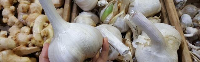 Stavite beli luk večeras ispod jastuka - ujutru vas čeka nešto NEOČEKIVANO