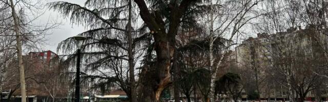 Orezane vrbe iz Svetosavskog parka, Nišlije strahuju da su rezovi preduboki