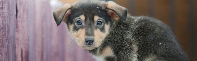 Narodna stranka Srbije: INICIJATIVA izrade NACIONALNE STRATEGIJE za sprečavanje napuštanja životinja