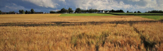 ​Данас кошава, у Банату ће достизати ударе олујне јачине