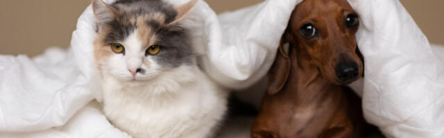 Da li mačke smeju da jedu hranu za pse? Pre nego što pomislite “ništa strašno”, ovo bi trebalo da znate