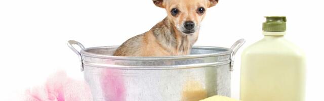 Čivava iz Kalifornije raspametila vlasnike: Da li je stvarno OVO URADILA da obriše nered koji je napravila?