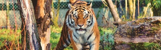 Kako da poseta Zoo vrtu bude edukativno iskustvo za decu?