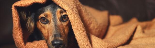 Hteli da uspavaju ZDRAVOG psa, a veterinar pristao (VIDEO)