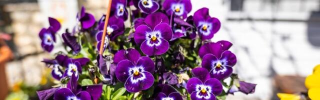 OVO graciozno cveće na balkonu PRIVLAČI LJUBAV kao magnet, ali samo uz JEDAN USLOV