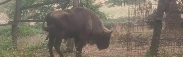 Bizon Tajfun opet zbrisao: Evo šta kažu u NP "Fruška gora" (VIDEO)