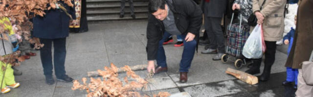 Традиционално налагање бадњака у Земуну