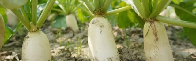 Pomažu kod raka i zdravlju jetre i želuca: Ovo povrće je blago, ali jedna grupa ljudi nikako ne sme da ga jede