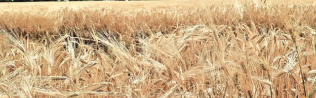 Нове олакшице за пољопривреднике, нема правдања подстицаја рачунима за неке културе