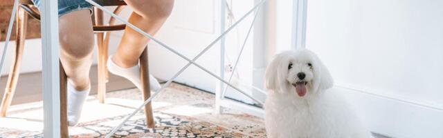 Zašto pas počinje da bude izbirljiv? Uglavnom su krive tri greške koje većina vlasnika pravi