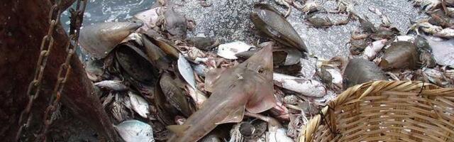 Ribarske mreže razvučene po morskom dnu hvataju hiljade vrsta riba, uključujući najugroženije